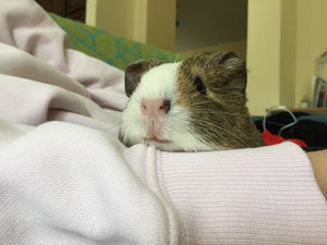 Meet your Posher, Kiki